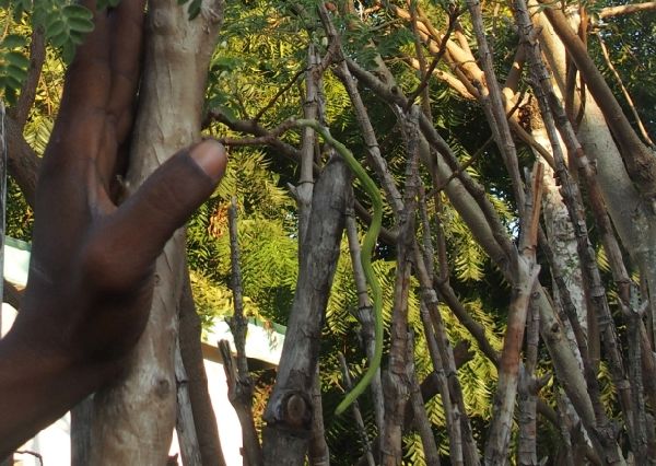 Dal Madagascar: Moringa oleifera (Moringaceae)